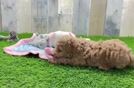 Fluffy Caniche Purebred Puppy