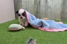 Best Shih Pom Baby