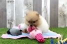 Pomeranian Puppy for Adoption