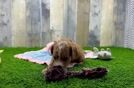 Meet Oceana - our Cavapoo Puppy Video