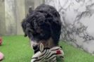 Meet Sadie - our Mini Bernedoodle Puppy Video