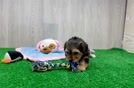 Energetic Yorkipoo Poodle Mix Puppy