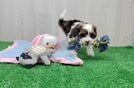 Meet Finn - our Shih Poo Puppy Video
