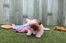 Teddy Bear Puppy for Adoption