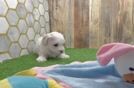 Best Maltipoo Baby