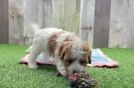 Petite Cavapoo Poodle Mix Pup