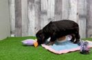 Best Cocker Spaniel Baby