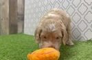 Funny Cockapoo Poodle Mix Pup