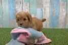 Best Cavapoo Baby