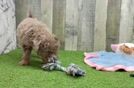 Smart Mini Labradoodle Poodle Mix Pup