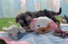 Popular Yorkie Poo Poodle Mix Pup