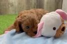 Funny Cavapoo Poodle Mix Pup