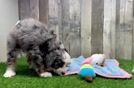 Cute Mini Bernedoodle Baby