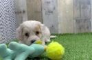 Energetic Cocker Doodle Poodle Mix Puppy