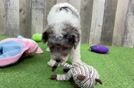 Playful Poodle Purebred Pup