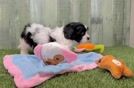 Meet Declan - our Teddy Bear Puppy Video