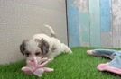 Cute Yorkie Poo Baby