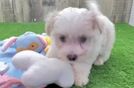 Playful Maltepoo Poodle Mix Puppy