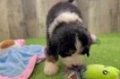 Best Mini Bernedoodle Baby