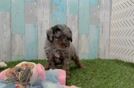 Meet Shakira - our Havapoo Puppy Video