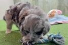 Aussiechon Puppy for Adoption