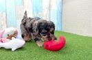 Cute Yorkie Poo Baby
