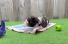 Havanese Pup Being Cute