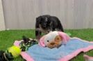 Petite Mini Bernedoodle Poodle Mix Pup
