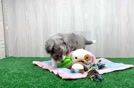 Best Mini Aussiedoodle Baby