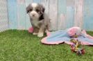 Meet Dawson - our Mini Bernedoodle Puppy Video