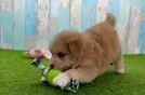 Mini Pomskydoodle Pup Being Cute