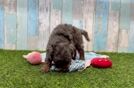 Meet Redman - our Cavapoo Puppy Video