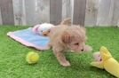 Funny Maltipoo Poodle Mix Pup