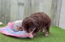 Funny Mini Aussiedoodle Poodle Mix Pup