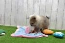 Best Pomeranian Baby