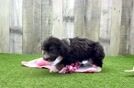 Petite Mini Aussiedoodle Poodle Mix Pup