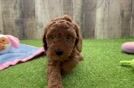 Fluffy Mini Goldendoodle Poodle Mix Pup
