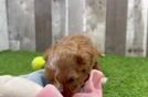 Cavapoo Puppy for Adoption